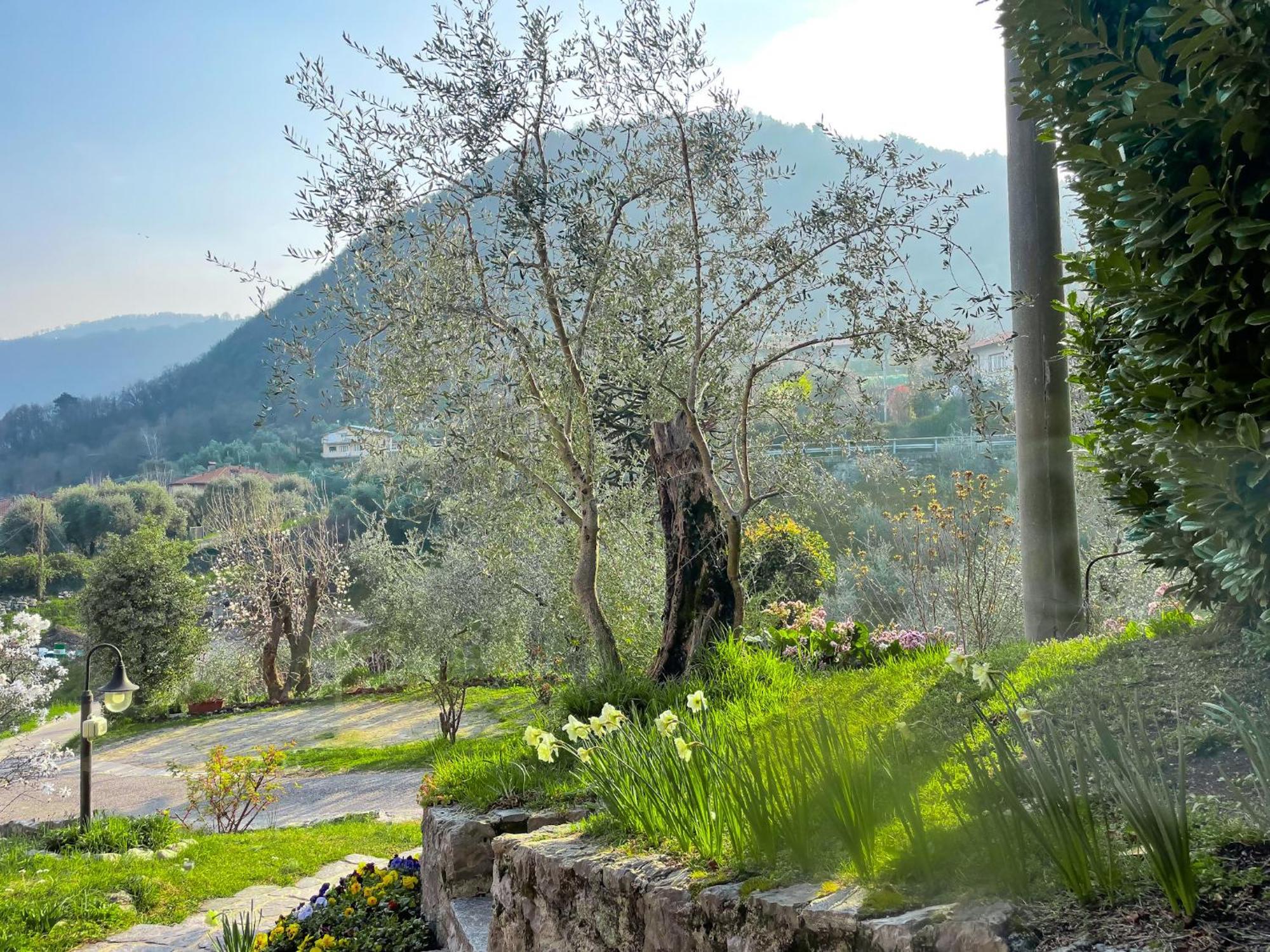 Breva Loft Tra Gli Ulivi Ed Il Lago Белладжо Экстерьер фото